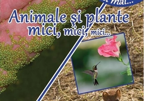 Animale și plante mici, mici, mici