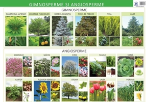 Gimnosperme și angiosperme - Planșă educativă