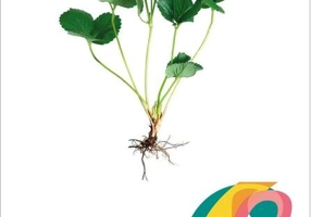 Biologie. Clasa a VI-a. Manual