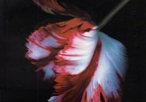 Lună nouă (partea I) Seria Amurg