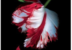 Lună nouă (Vol. 2)