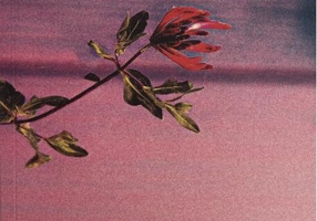 Cred că o să-mi placă