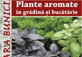 Plante aromate în grădină şi bucătărie