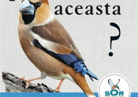 Ce pasăre este aceasta?