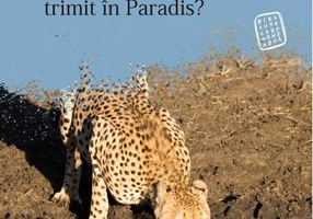 N-ai vrea să te trimit în Paradis?